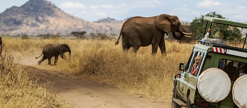 African safari elephant sight seeing